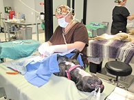 Dog in Surgery